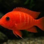 Pielęgnica elongatus – Pseudotropheus elongatus