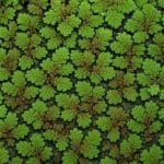 Termostat elektroniczny