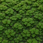 Aniołek złocisty – Centropyge flavissima