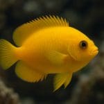 Aniołek niebieskobrzuchy – Centropyge bispinosa