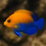 Aniołek złocisty – Centropyge flavissima