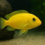 Pielęgnica mbamba – Labeotropheus fuelleborni