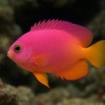 Ceratopteris cornuta ‘Red’ – Ceratopteris cornuta ‘Red’