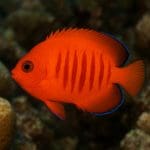 Aniołek różowopłetwy – Centropyge fisheri