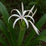 Crinum asiaticum – Crinum asiaticum