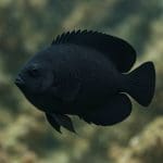 Aniołek błękitnobrzuchy – Centropyge multicolor