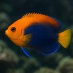 Aniołek czarny Pacyficzny – Centropyge nox