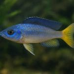 Pielęgnica Altolamprologus – Altolamprologus calvus