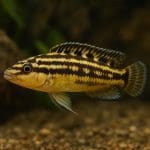 Jak uniknąć glonów po nawożeniu