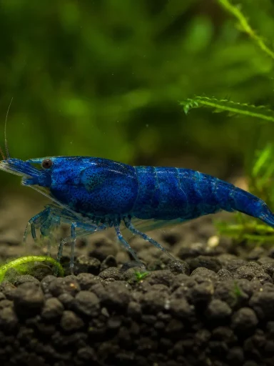 Krewetka Blue Velvet - Neocaridina davidi 'Blue Velvet'
