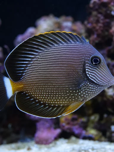 Pokolec Kole'a - Ctenochaetus strigosus