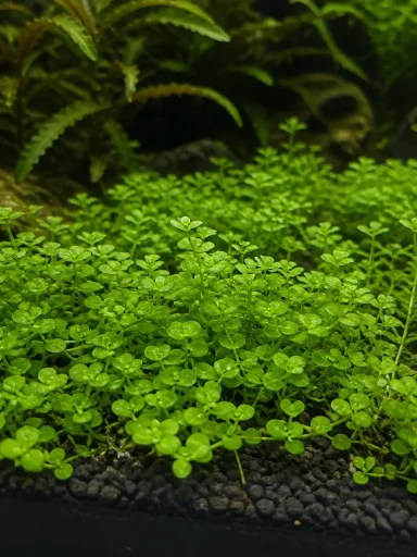 Glossostigma - Glossostigma elatinoides