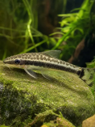 Otosek przyujściowy - Otocinclus affinis