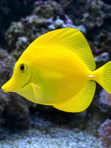 Pokolec żółty - Zebrasoma flavescens
