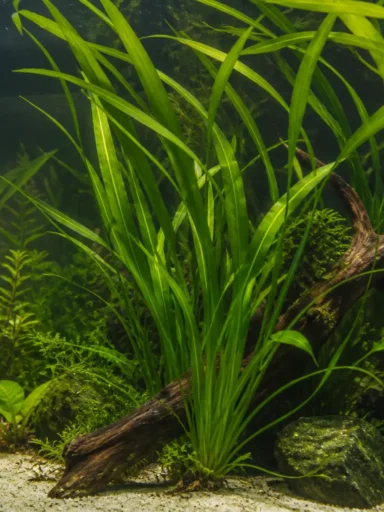 Nurzaniec olbrzymi - Vallisneria gigantea