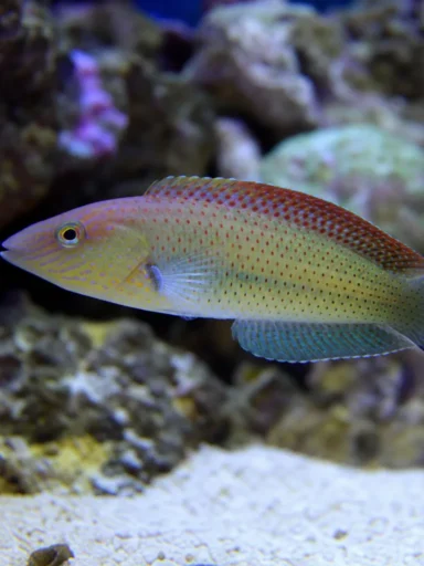 Wargacz melanurus - Halichoeres melanurus