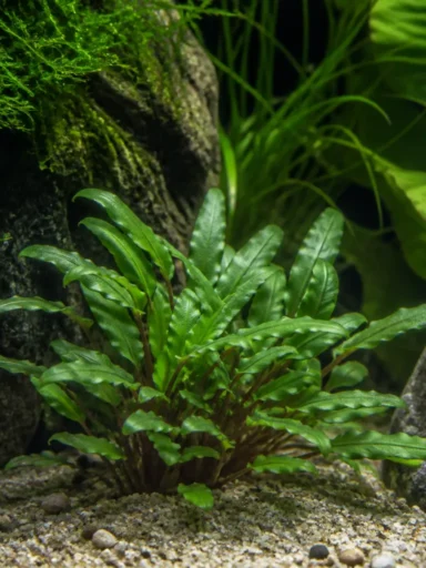 Zwartka karłowata - Cryptocoryne parva