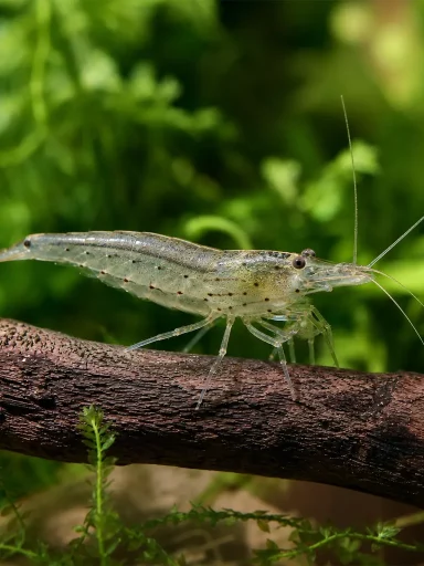 Krewetka Amano - Caridina multidentata