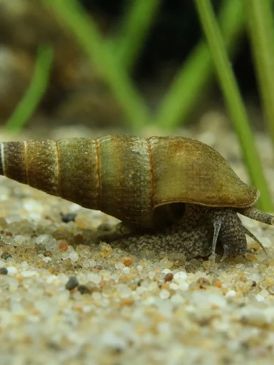 Świderk malajski - Melanoides tuberculata