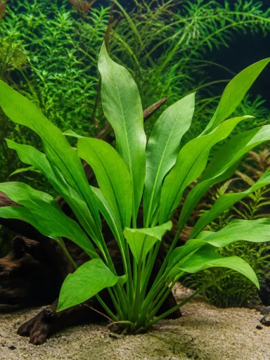 Żabienica amazońska - Echinodorus grisebachii