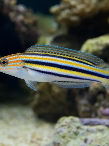 Wargatek sześciopręgi - Pseudocheilinus hexataenia