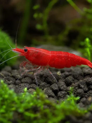 Krewetka Bloody Mary - Neocaridina davidi 'Bloody Mary'