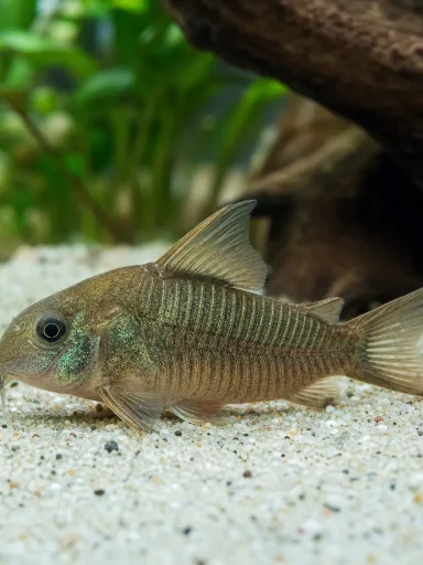Kirysek spiżowy - Corydoras aeneus