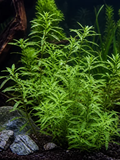 Limnofila bezszypułkowa - Limnophila sessiliflora