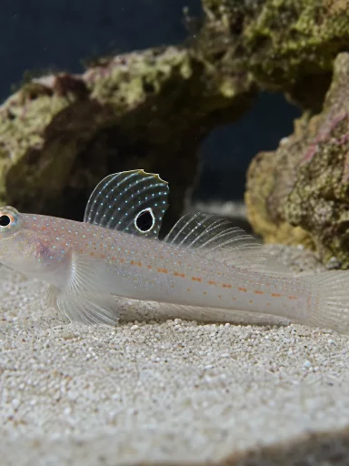 Babka diamentowa - Valenciennea puellaris