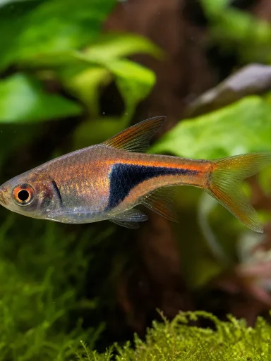 Razbora klinowa - Trigonostigma heteromorpha