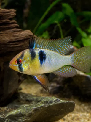 Pielęgniczka Ramireza - Mikrogeophagus ramirezi