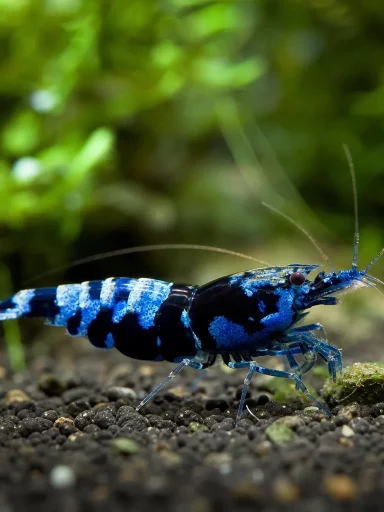 Krewetka Blue Bolt - Caridina logemanni 'Blue Bolt'