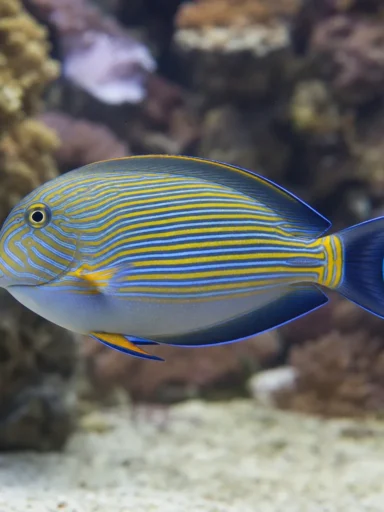 Pokolec klaun - Acanthurus lineatus