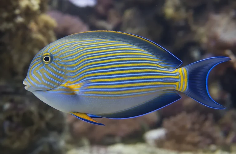 Pokolec klaun - Acanthurus lineatus