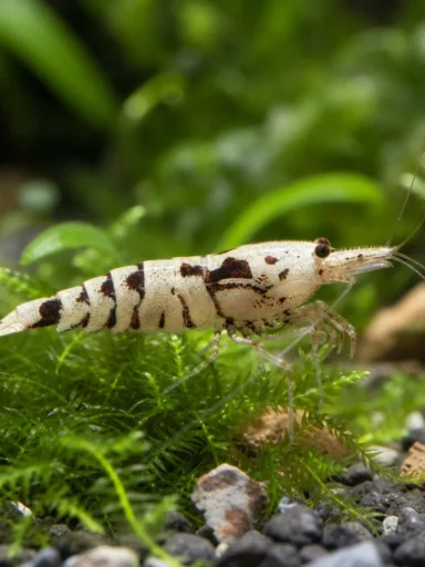 Krewetka Pinokio - Caridina gracilirostris