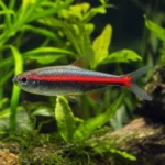 Krewetka Pinokio – Caridina gracilirostris