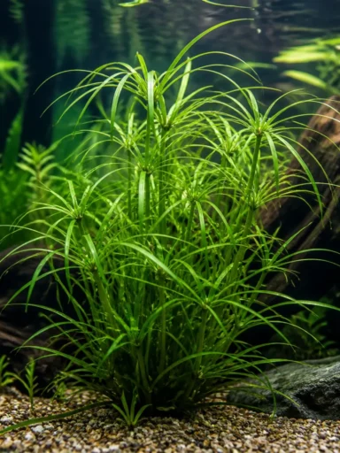 Cyperus helferi