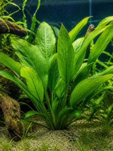 Żabienica Blehera - Echinodorus bleheri
