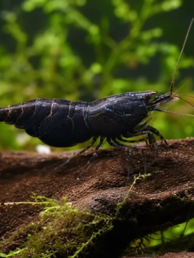 Krewetka Ninja - Caridina serratirostris