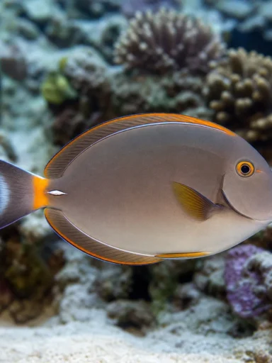 Pokolec pomarańczoworamienny - Acanthurus olivaceus