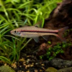 Krewetka Malawa – Caridina pareparensis parvidentata