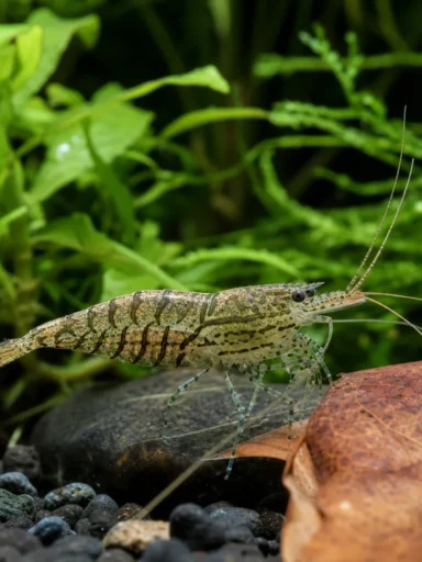 Krewetka Malawa - Caridina pareparensis parvidentata