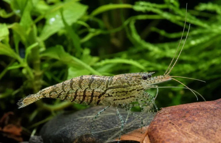 Krewetka Malawa - Caridina pareparensis parvidentata