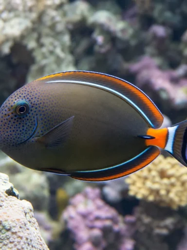 Pokolec naśladowca - Acanthurus pyroferus