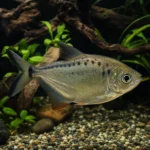 Krewetka Green Babaulti – Caridina babaulti