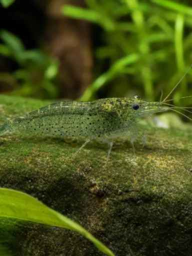 Krewetka Green Babaulti - Caridina babaulti