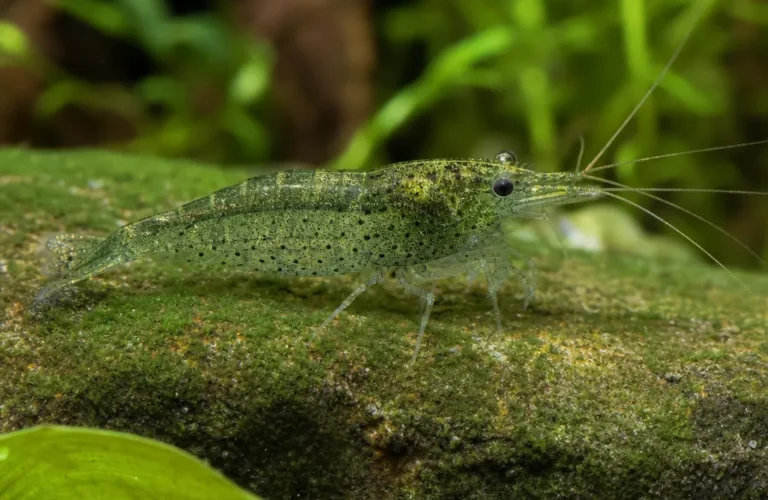 Krewetka Green Babaulti - Caridina babaulti