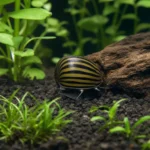 Krewetka Green Babaulti – Caridina babaulti