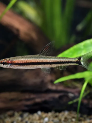 Drobnoustek Beckforda - Nannostomus beckfordi