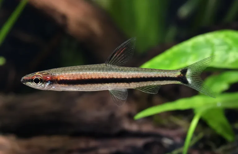 Drobnoustek Beckforda - Nannostomus beckfordi